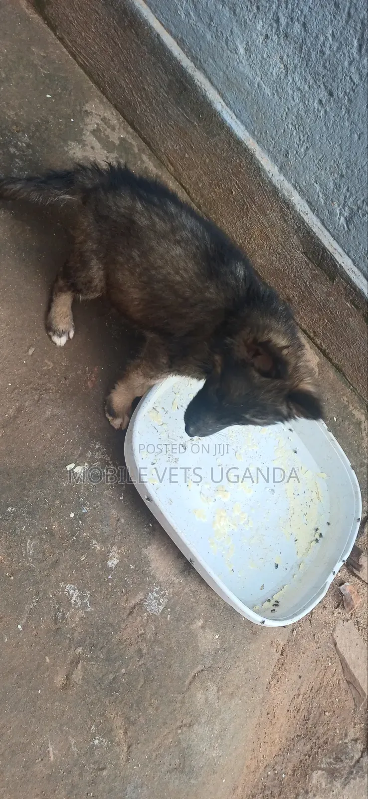 3-6 months Male Purebred German Shepherd