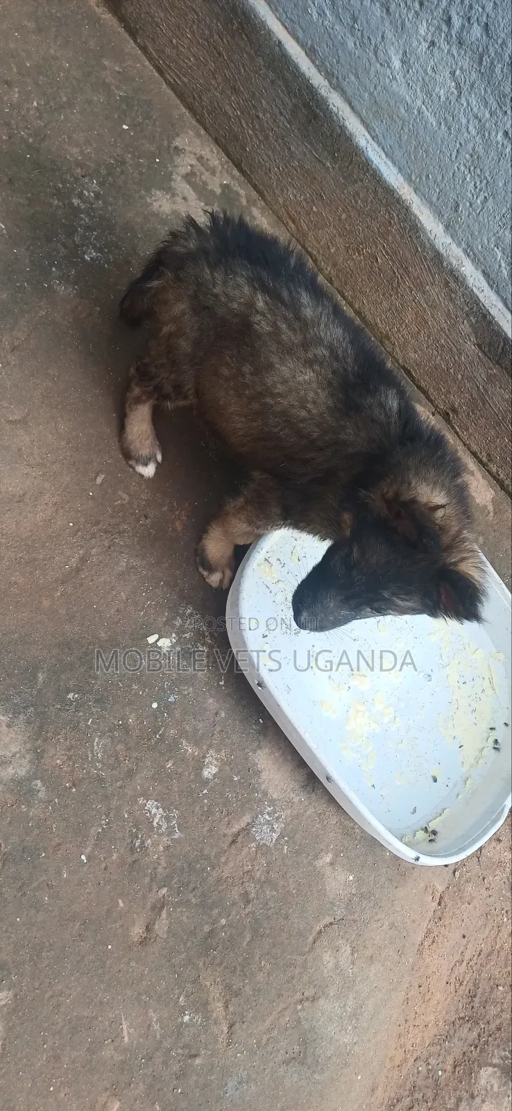 3-6 months Female Purebred German Shepherd