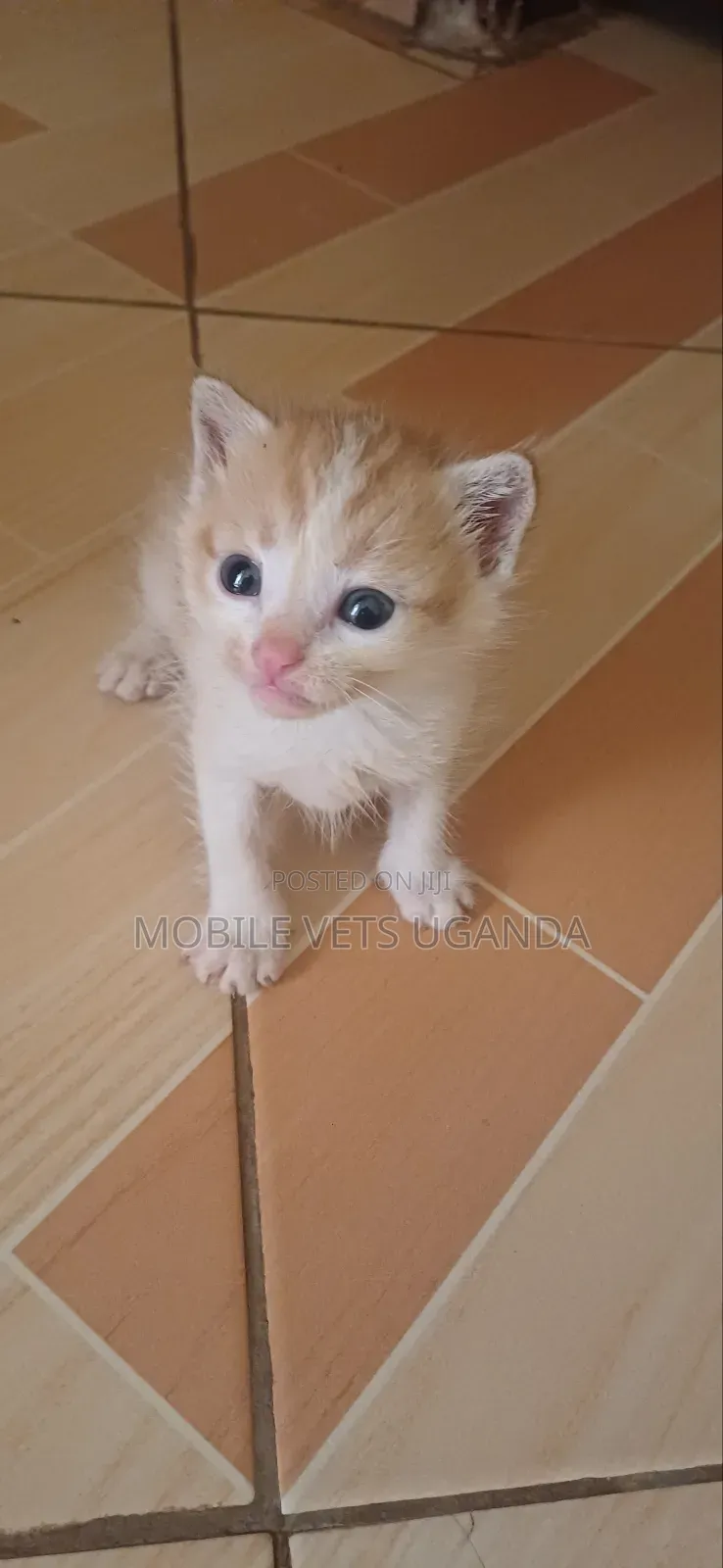 0-1 month Female Purebred Exotic