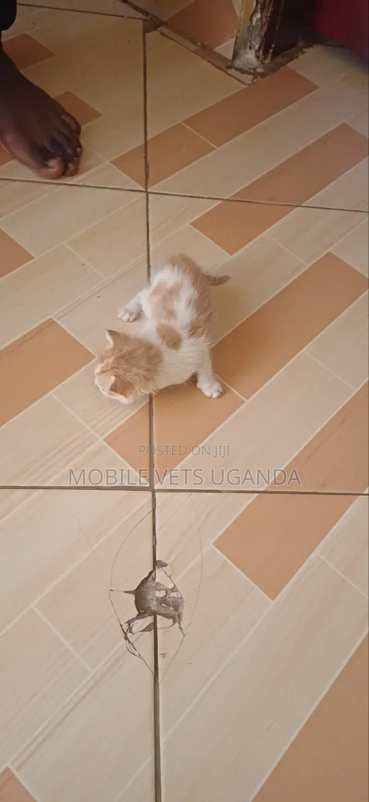 0-1 month Male Purebred Javanese