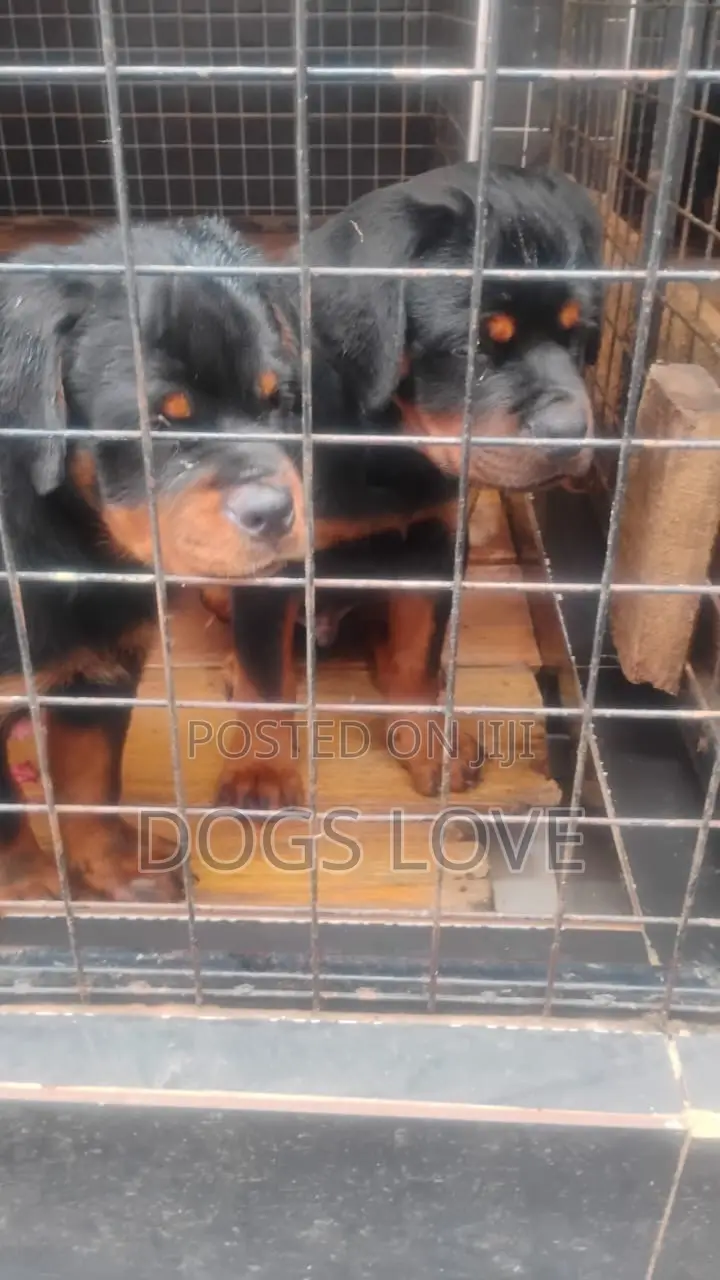 1-3 months Male Purebred Rottweiler