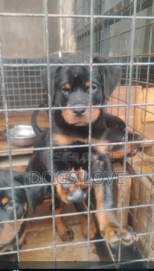 1-3 months Male Purebred Rottweiler