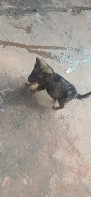 1-3 months Female Purebred German Shepherd