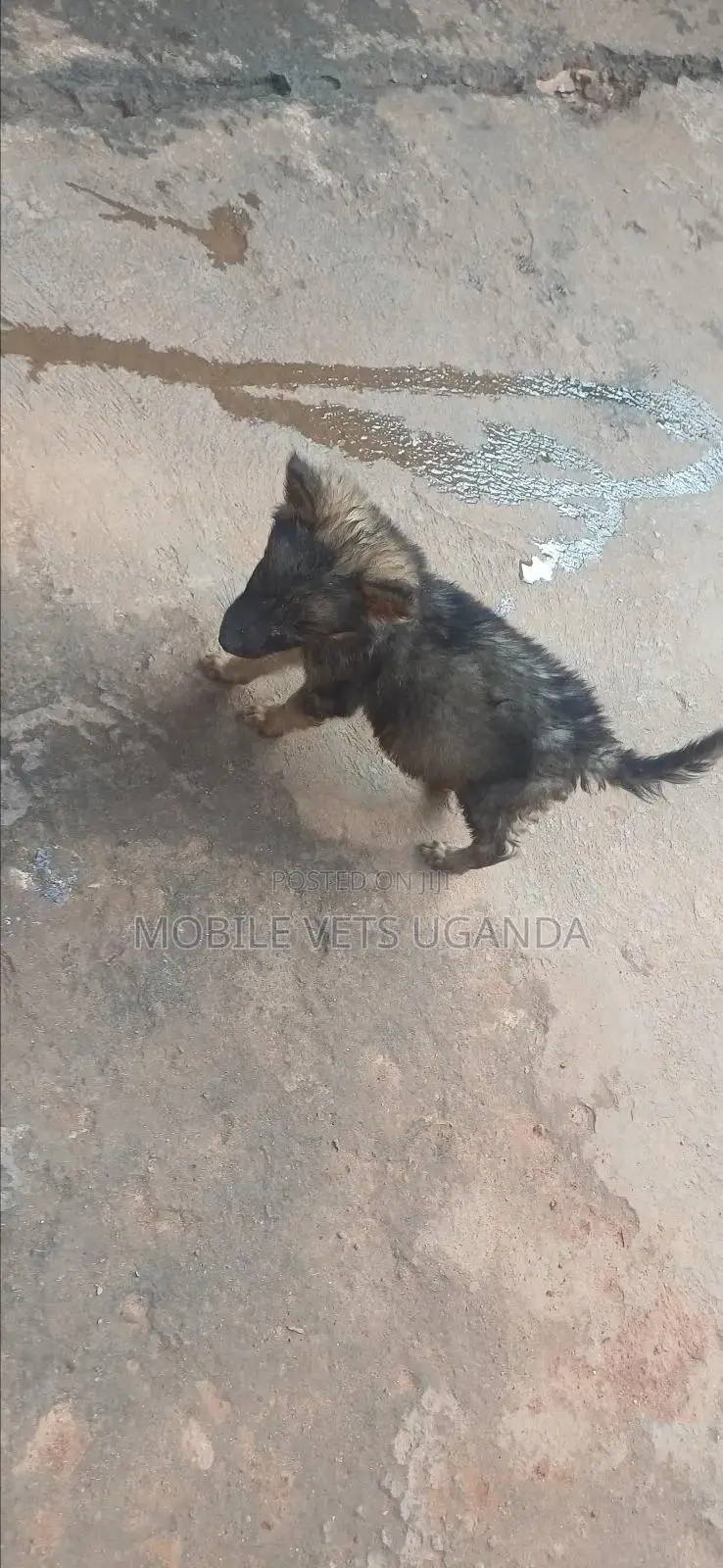 1-3 months Female Purebred German Shepherd