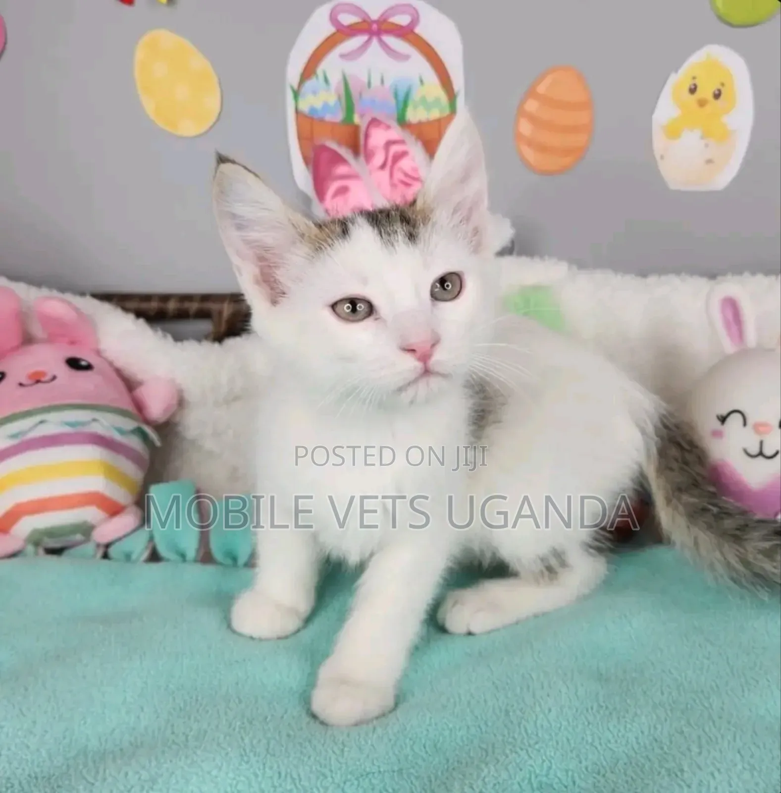 1-3 months Male Purebred Tabby