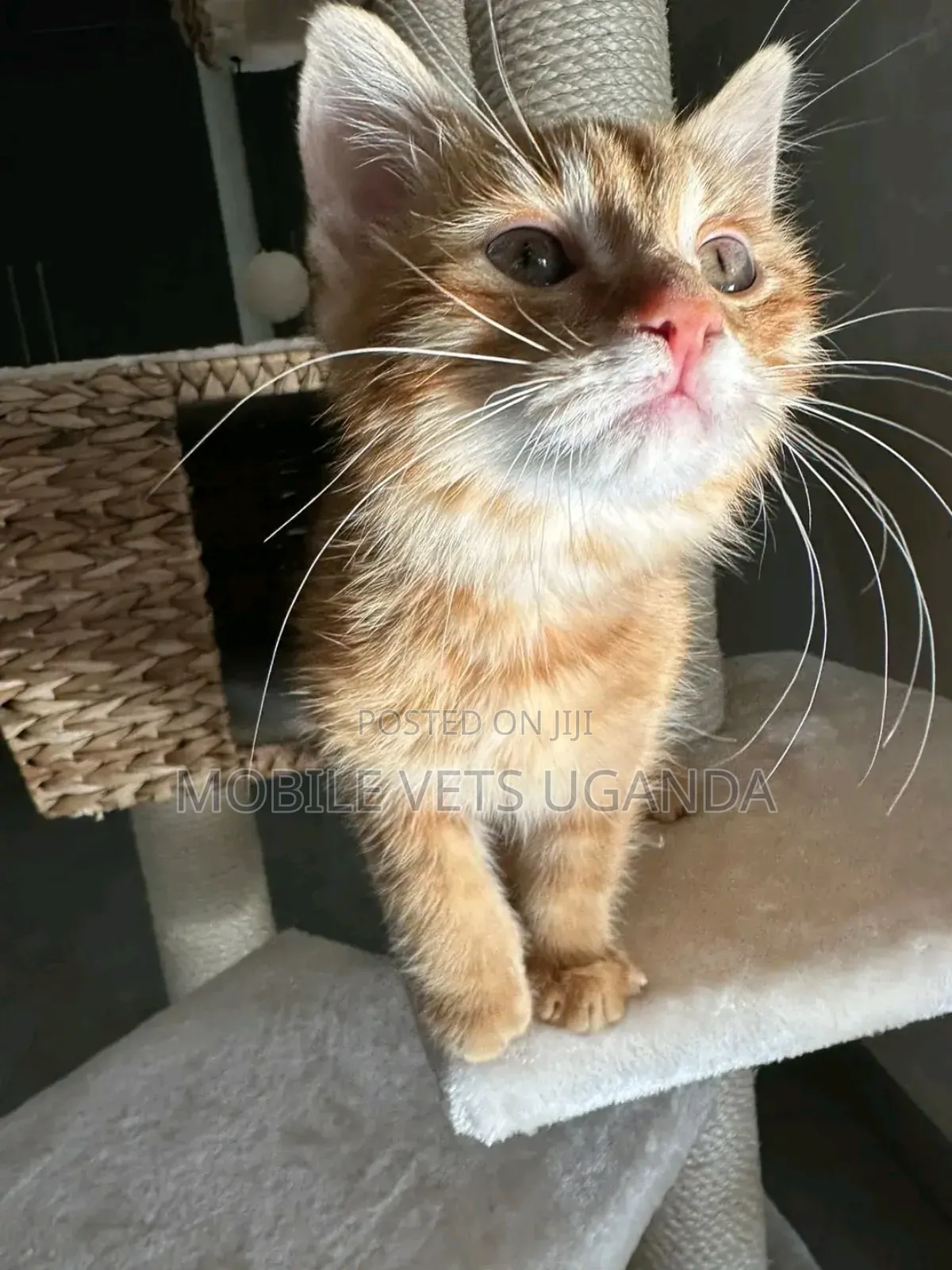 3-6 months Female Purebred American Shorthair