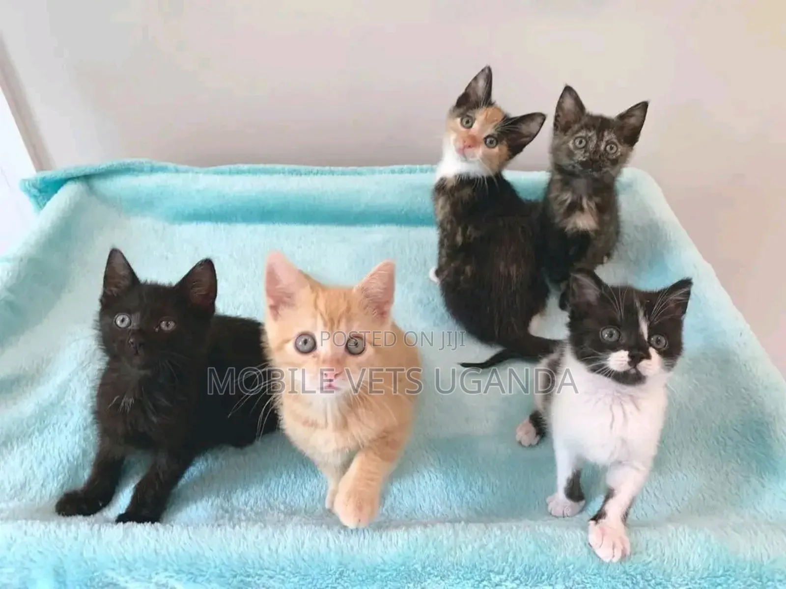 3-6 months Female Purebred Manx