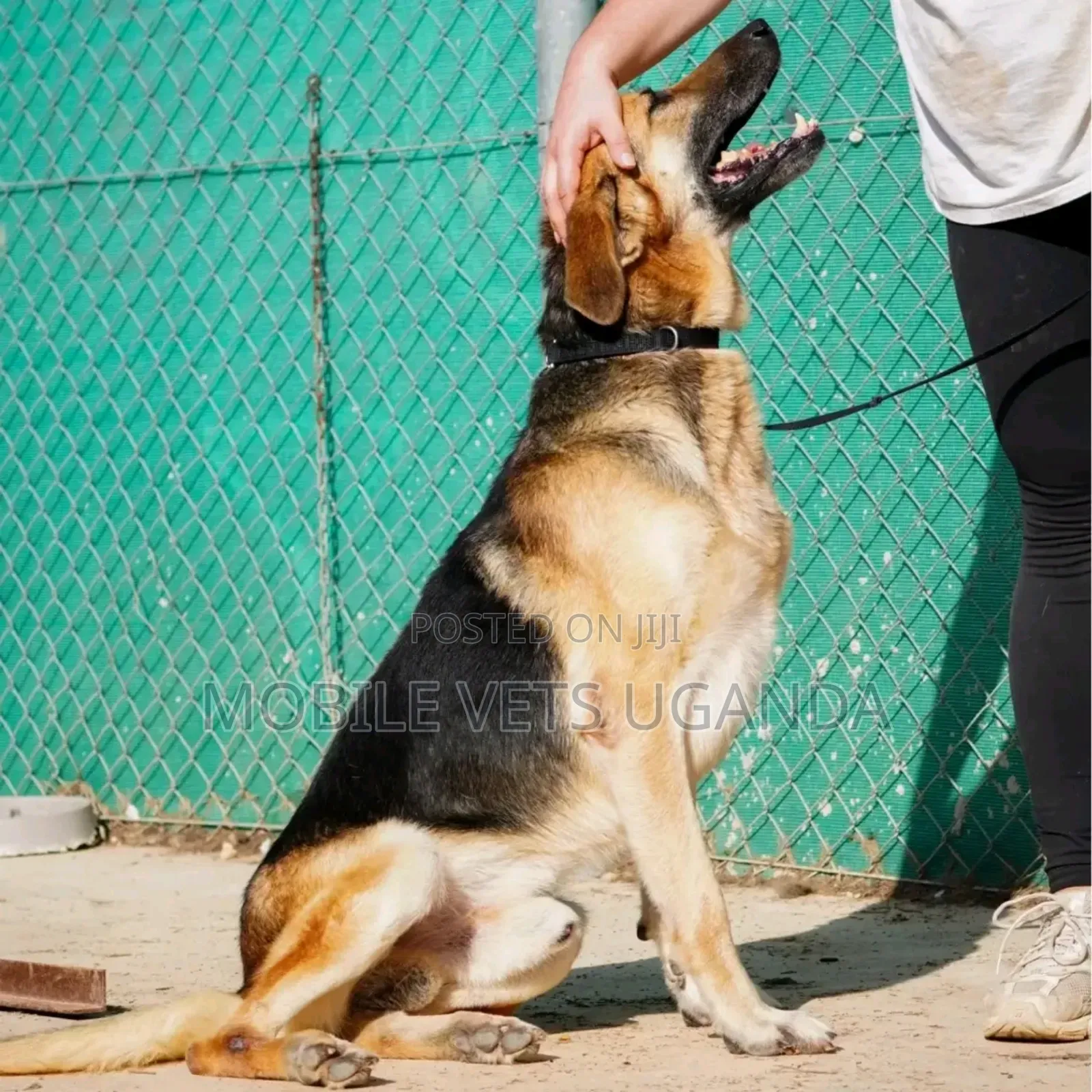 6-12 months Male Purebred German Shepherd