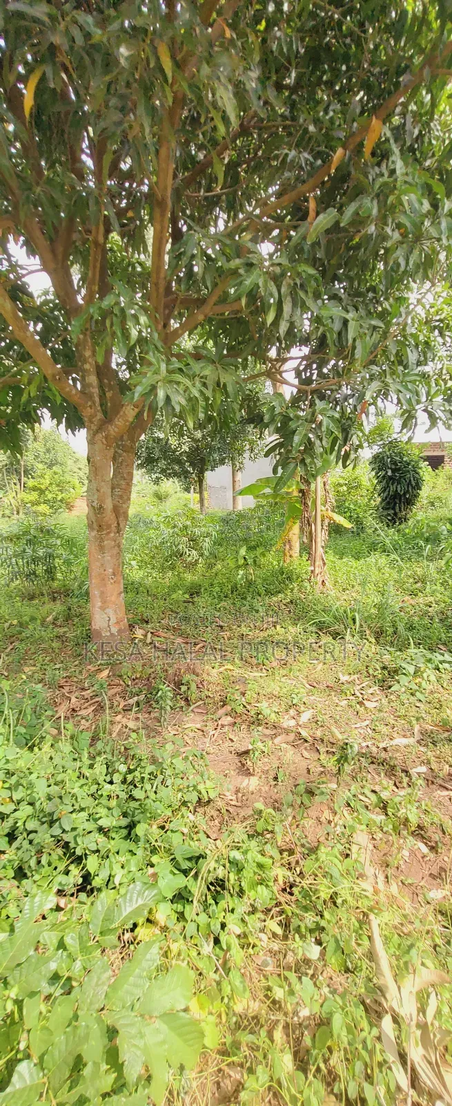 Good 1.2 Acre for Sale After Migadde Bombo Rd Wakiso D/S