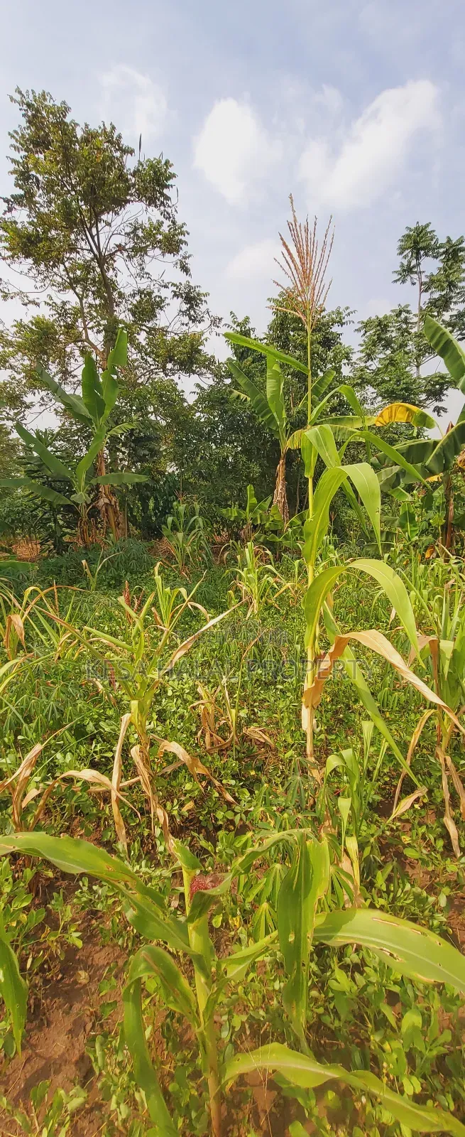 Good 1.2 Acre for Sale After Migadde Bombo Rd Wakiso D/S