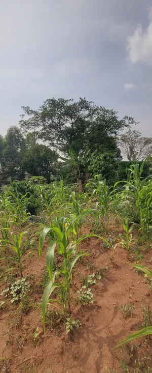 Good 1.2 Acre for Sale After Migadde Bombo Rd Wakiso D/S