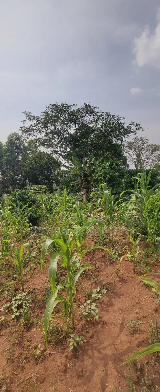 Good 1.2 Acre for Sale After Migadde Bombo Rd Wakiso D/S