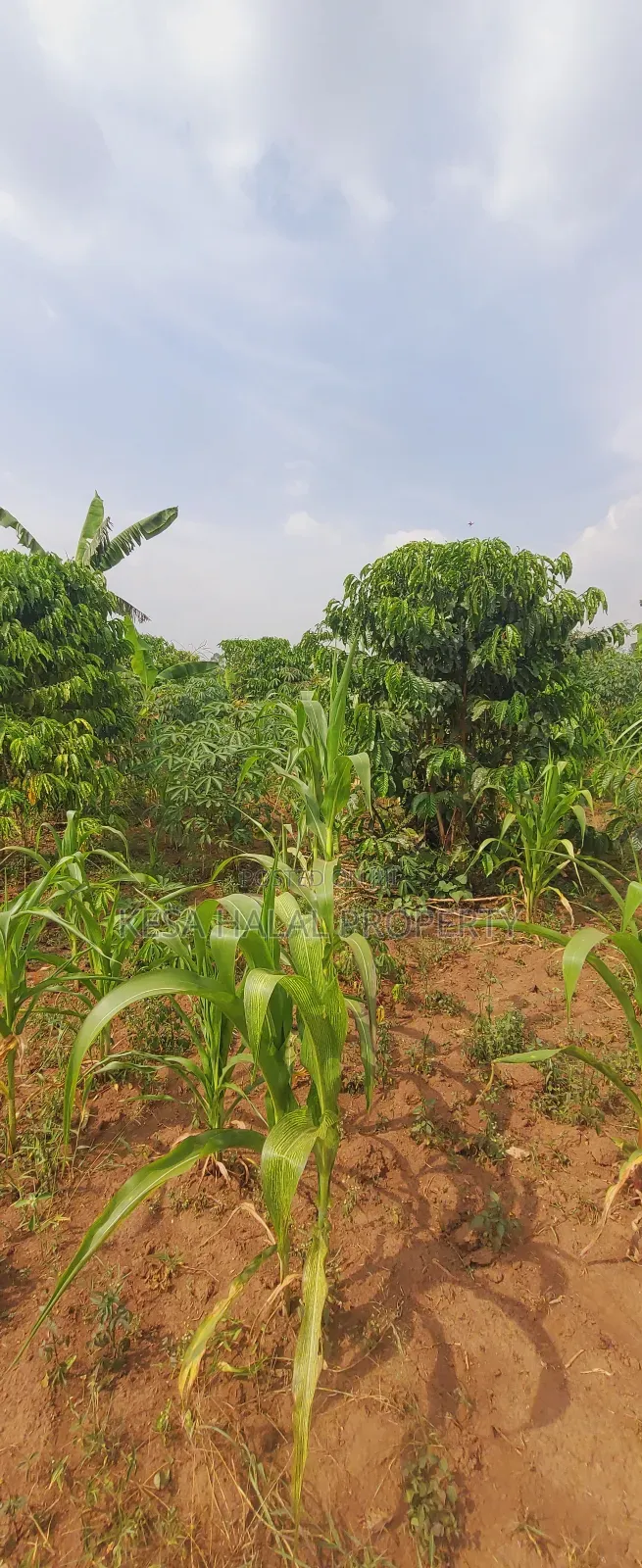 Good 1.2 Acre for Sale After Migadde Bombo Rd Wakiso D/S