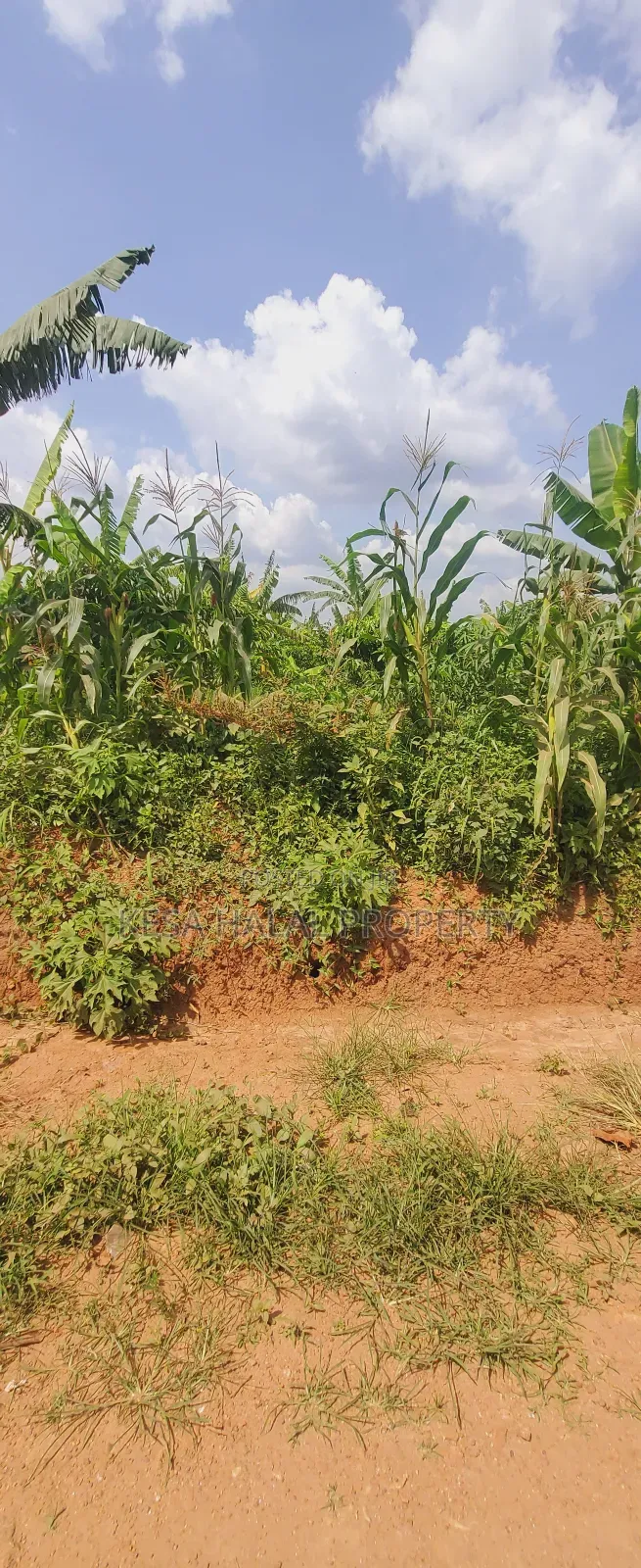 Good Commercial 15 Acres After Migade on Bombo Rd Good for Real Estate