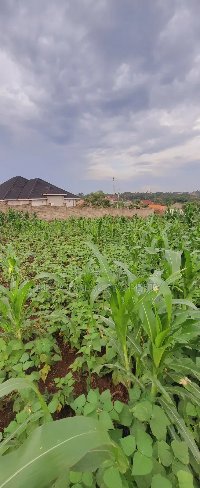 Titled 50x100 Plots Behind Kagoma in a Good Neighboring State