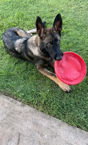 6-12 months Male Purebred German Shepherd