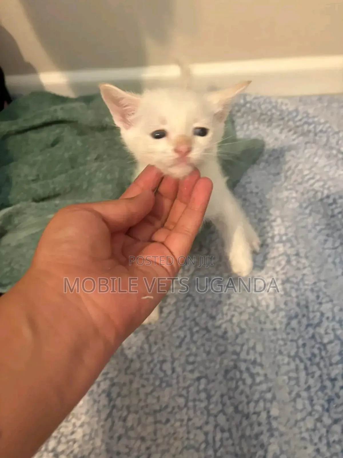 0-1 month Male Purebred Burmilla
