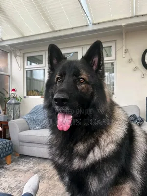 6-12 months Male Purebred German Shepherd
