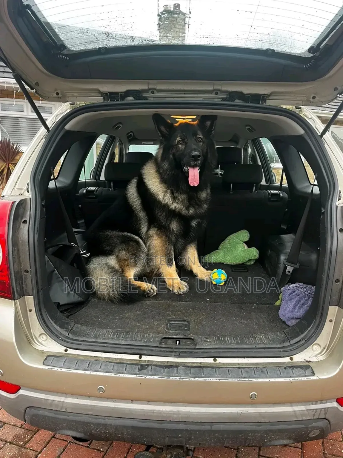 1+ year Female Purebred German Shepherd