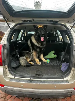 1+ year Female Purebred German Shepherd