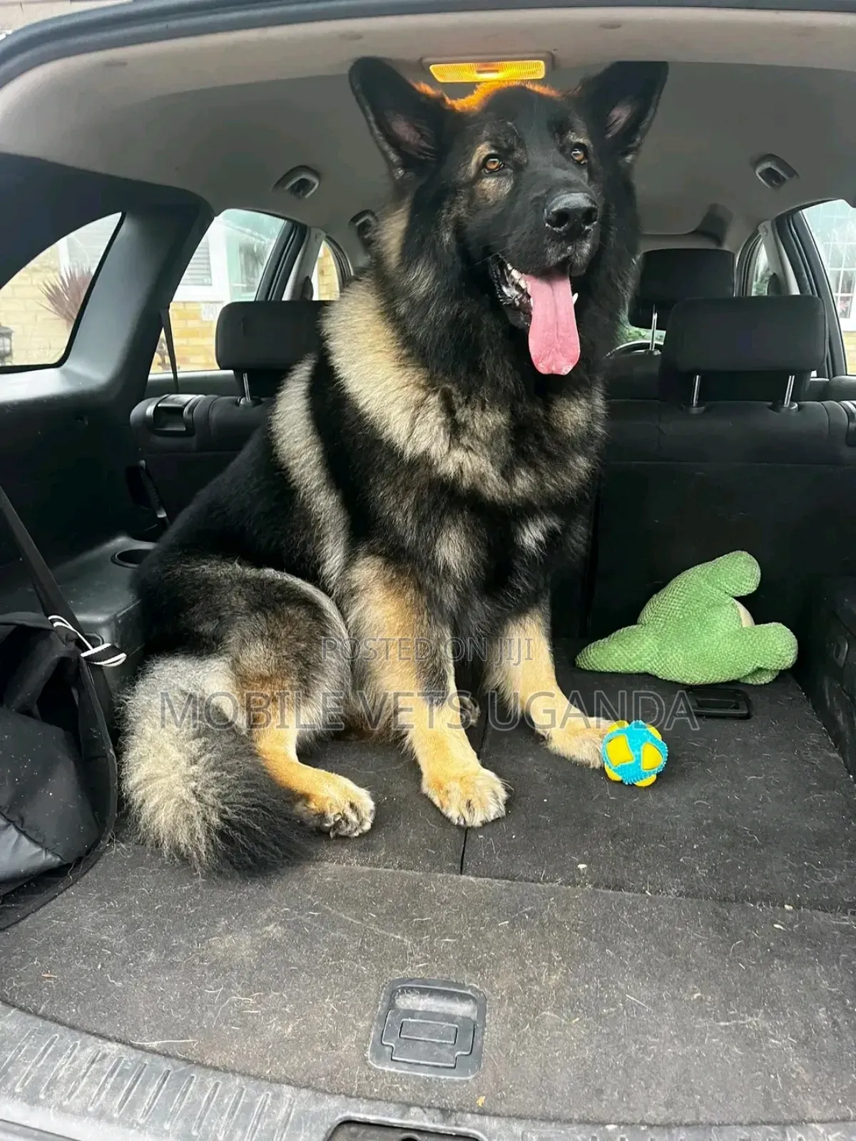 6-12 months Male Purebred German Shepherd