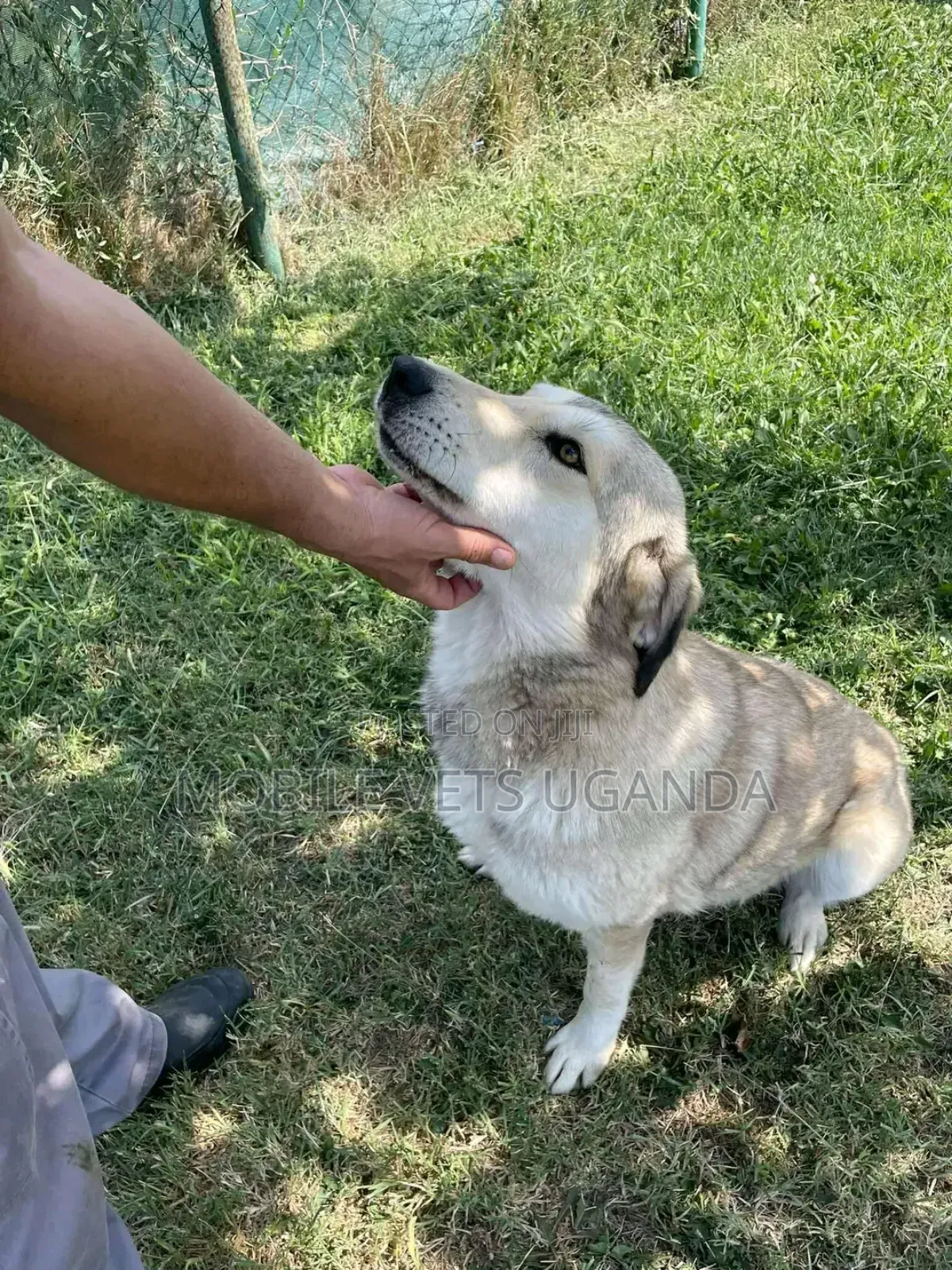 3-6 months Female Purebred Siberian Husky