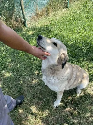 3-6 months Female Purebred Siberian Husky
