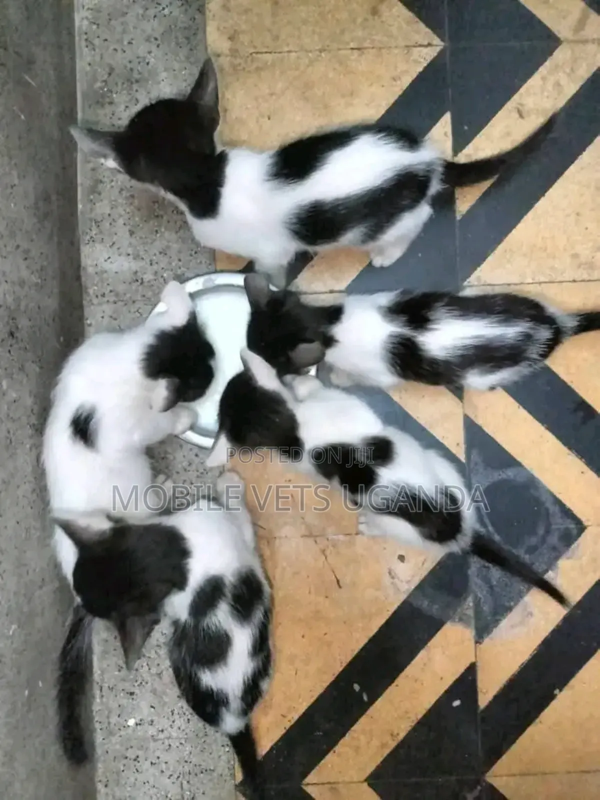 1-3 months Male Purebred Somali