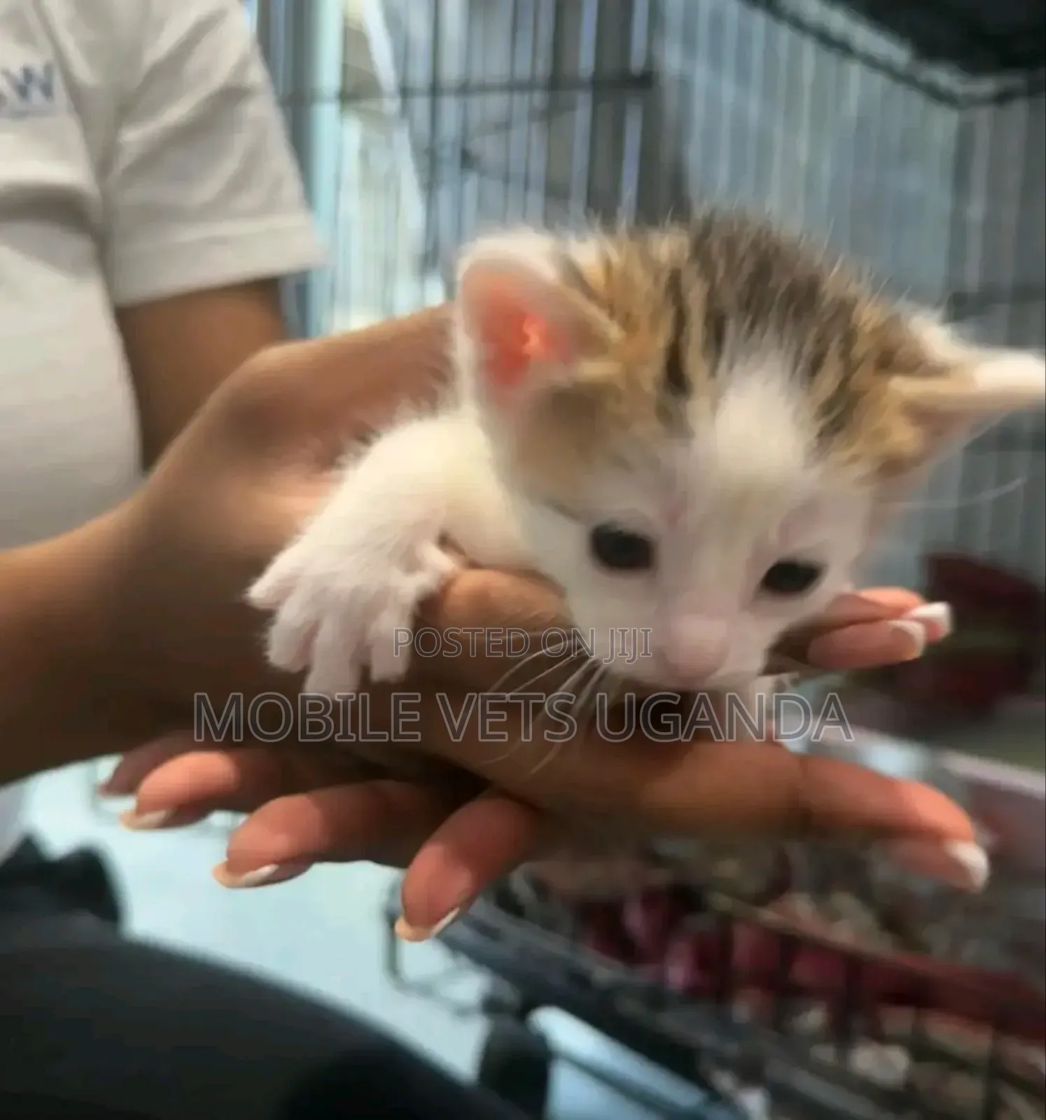0-1 month Female Purebred American Bobtail