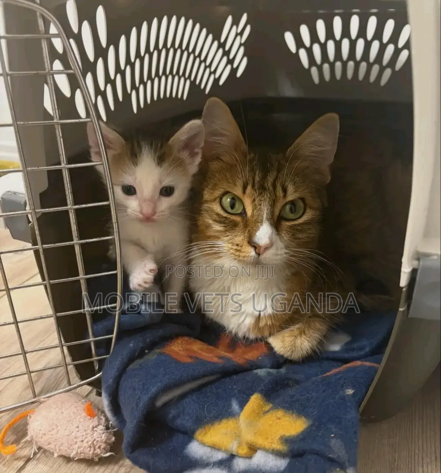 3-6 months Male Purebred American Wirehair