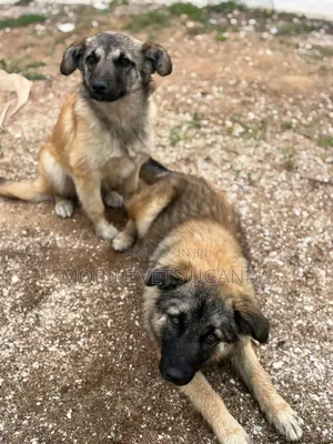 3-6 months Male Purebred German Shepherd