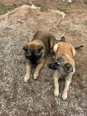 3-6 months Female Purebred German Shepherd