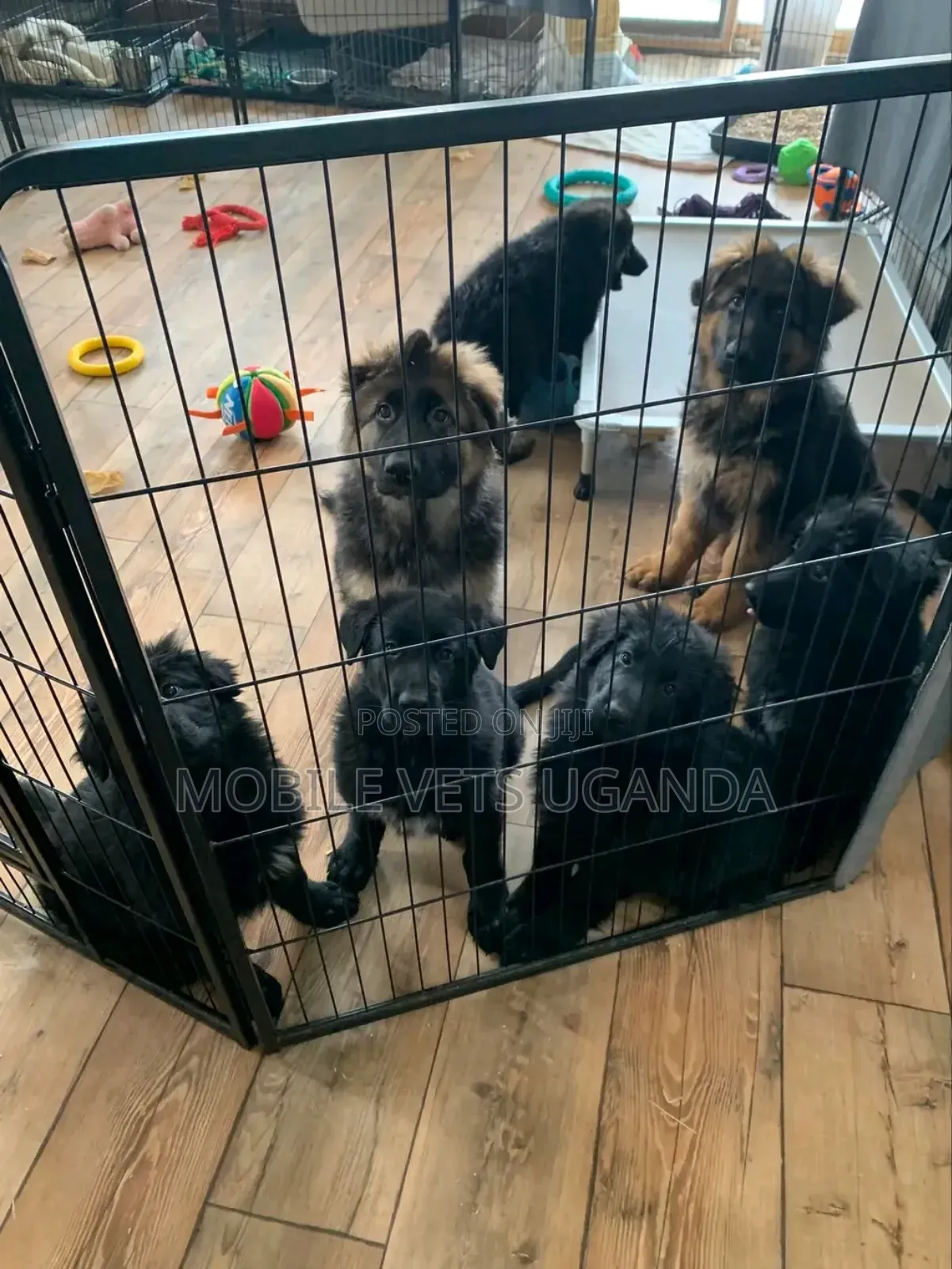 3-6 months Female Purebred German Shepherd