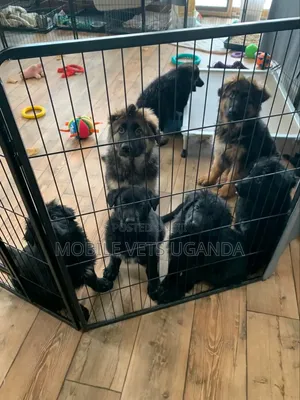 3-6 months Female Purebred German Shepherd