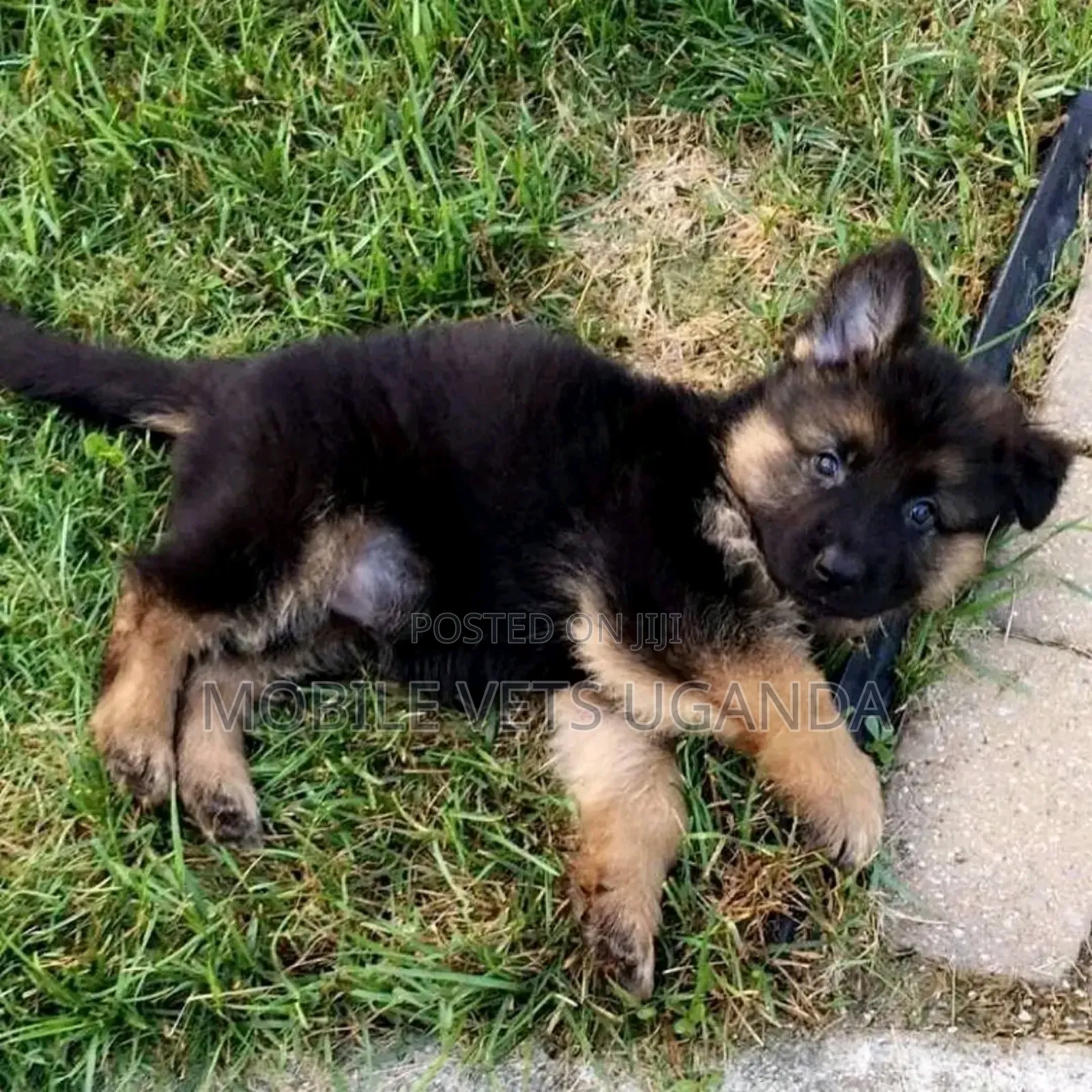 1-3 months Male Purebred German Shepherd