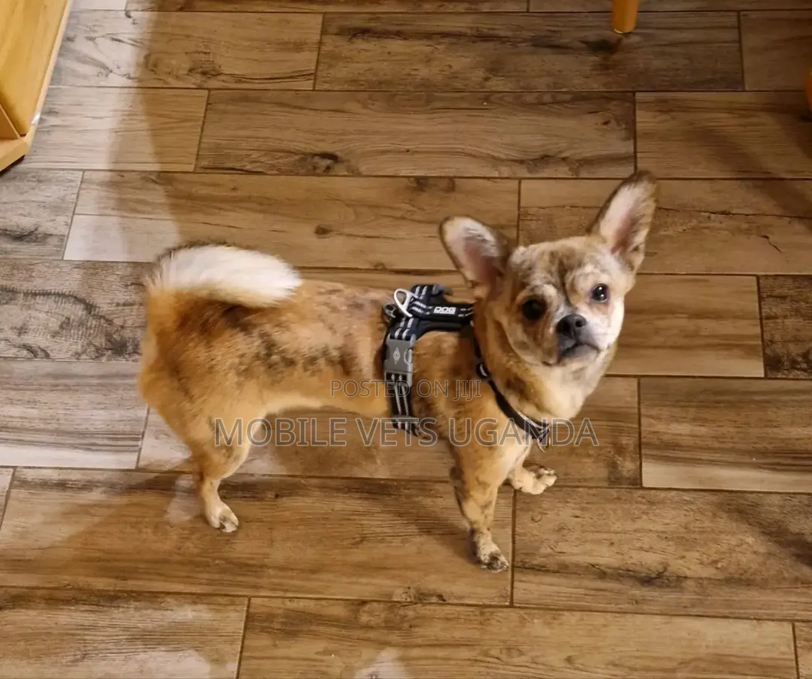 3-6 months Male Purebred Japanese Spitz