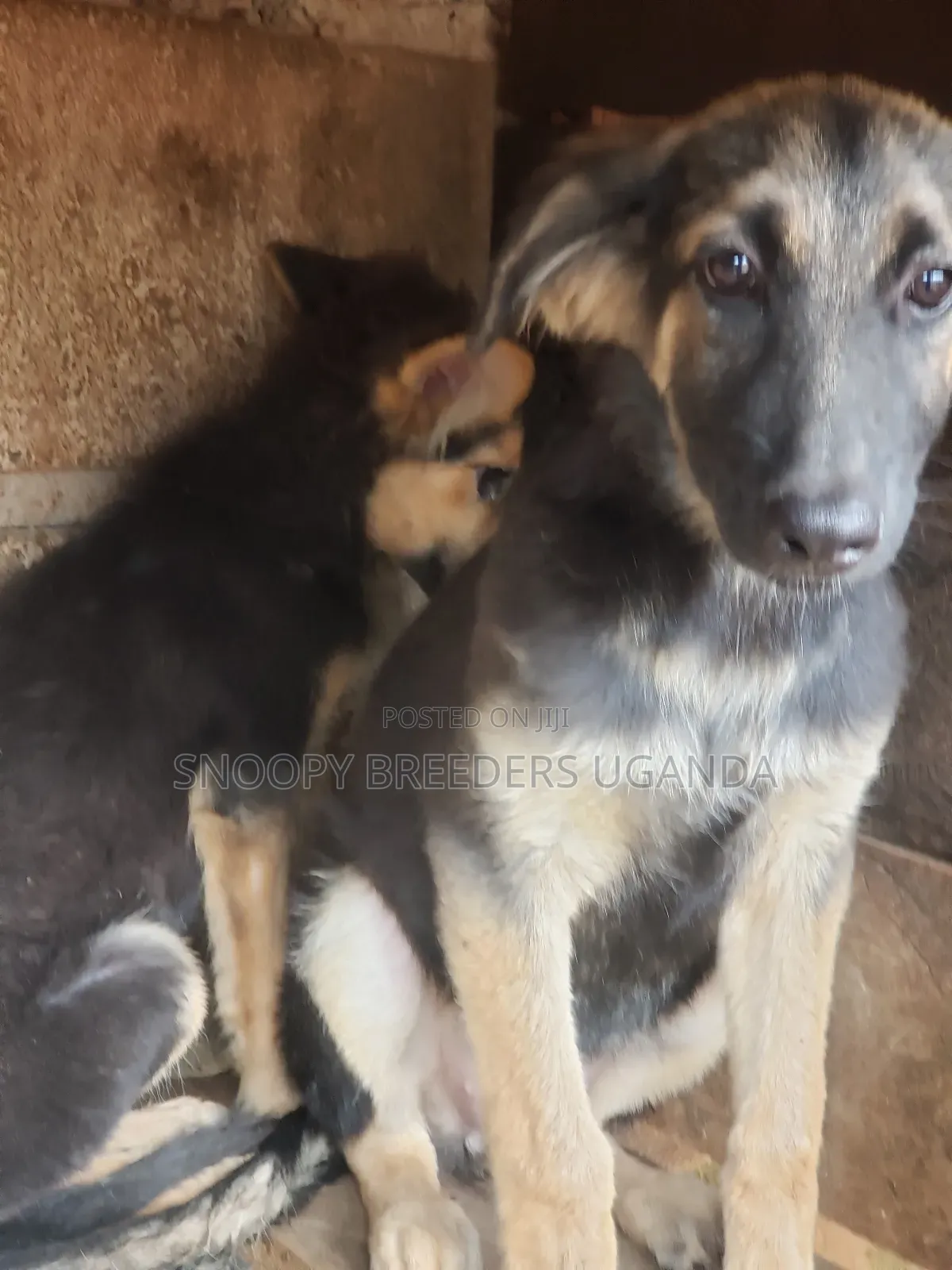 1-3 months Male Purebred German Shepherd