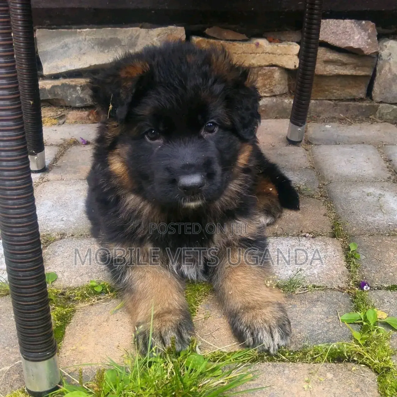 1-3 months Male Purebred German Shepherd
