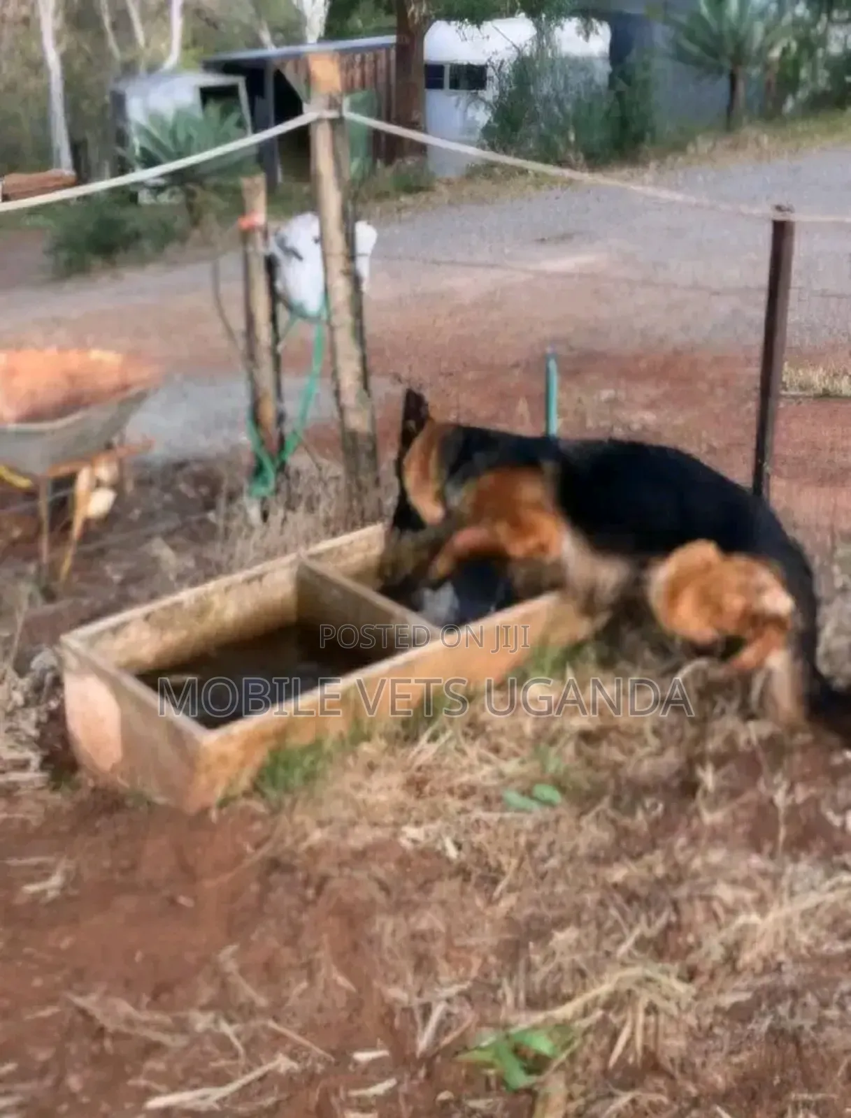 6-12 months Female Purebred German Shepherd