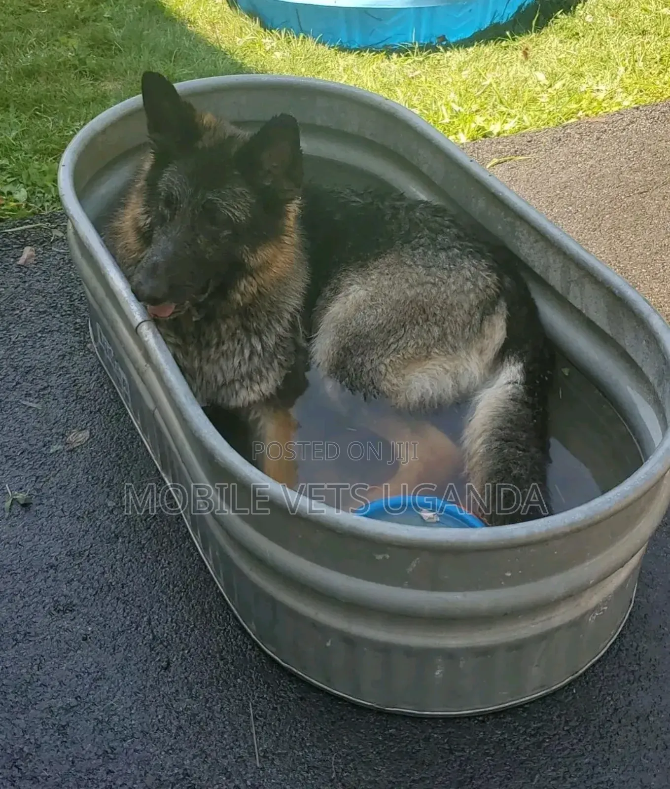 6-12 months Male Purebred German Shepherd