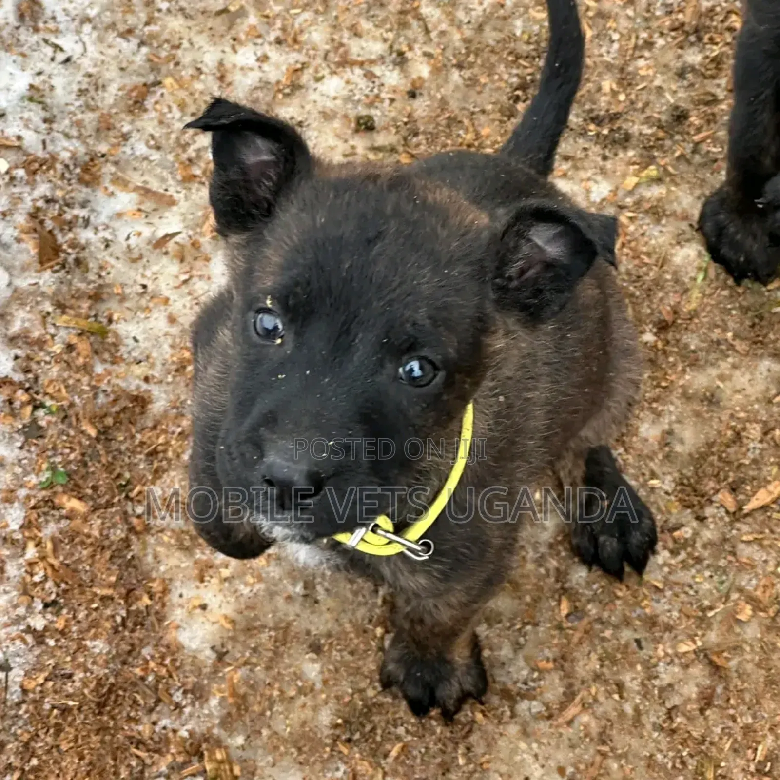 3-6 months Male Purebred Belgian Malinois