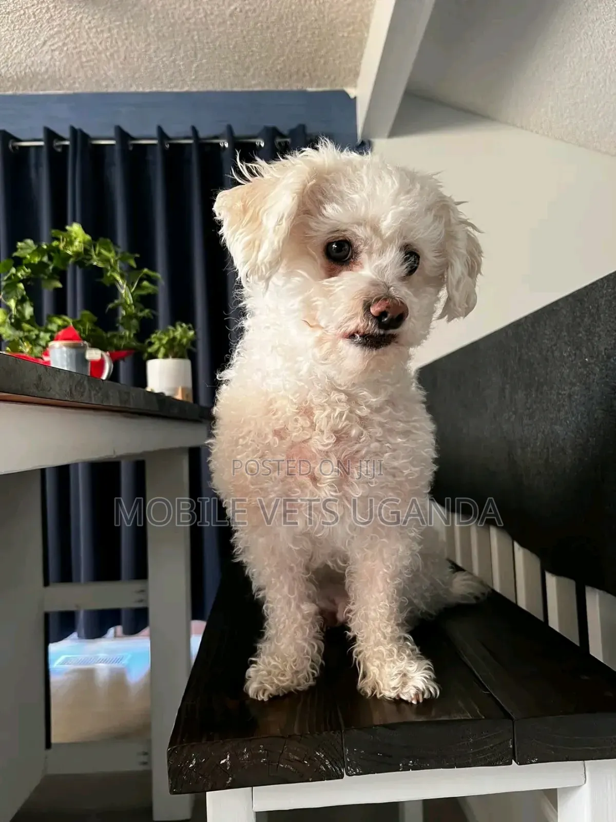 1-3 months Female Purebred Maltese