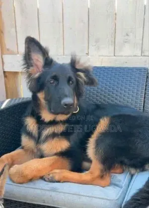 3-6 months Female Purebred German Shepherd