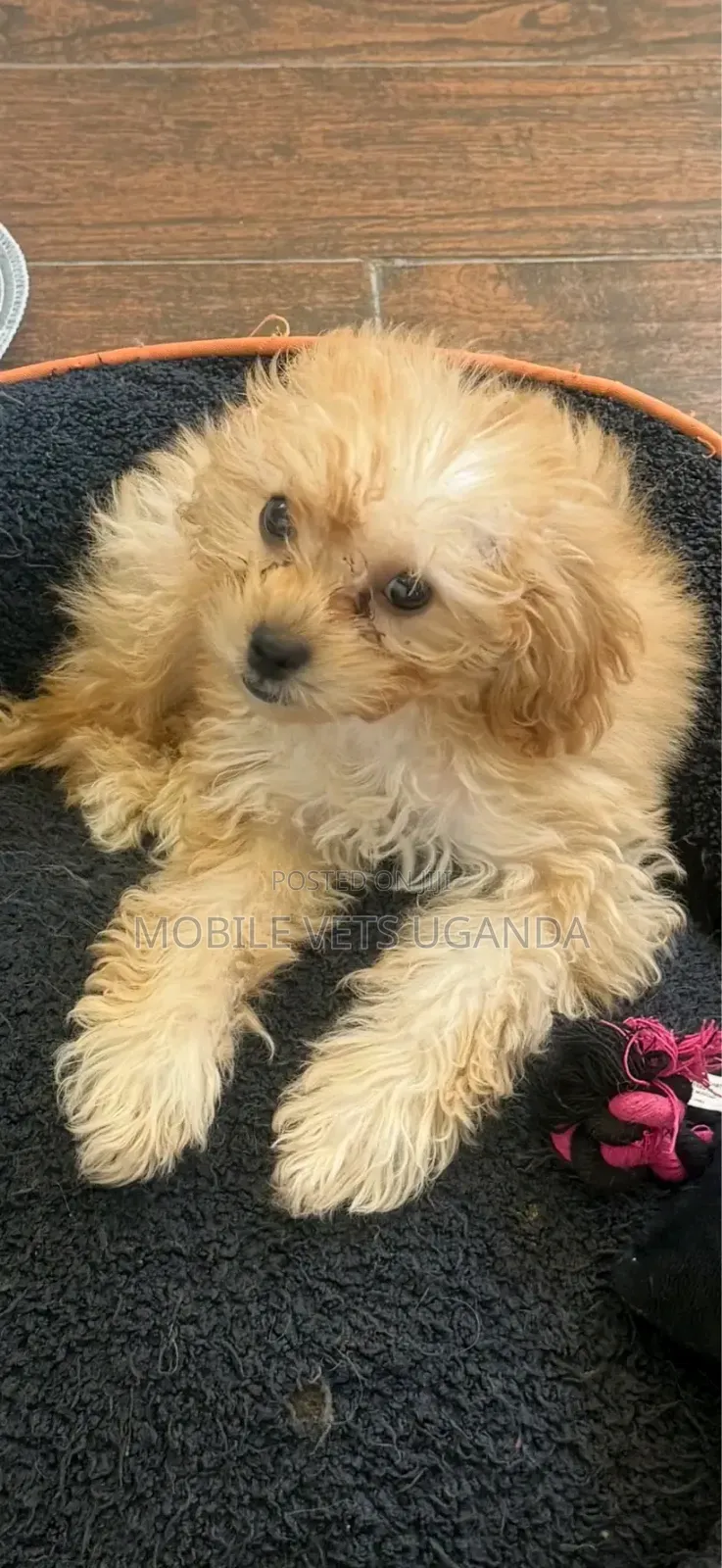 1-3 months Female Purebred Maltese