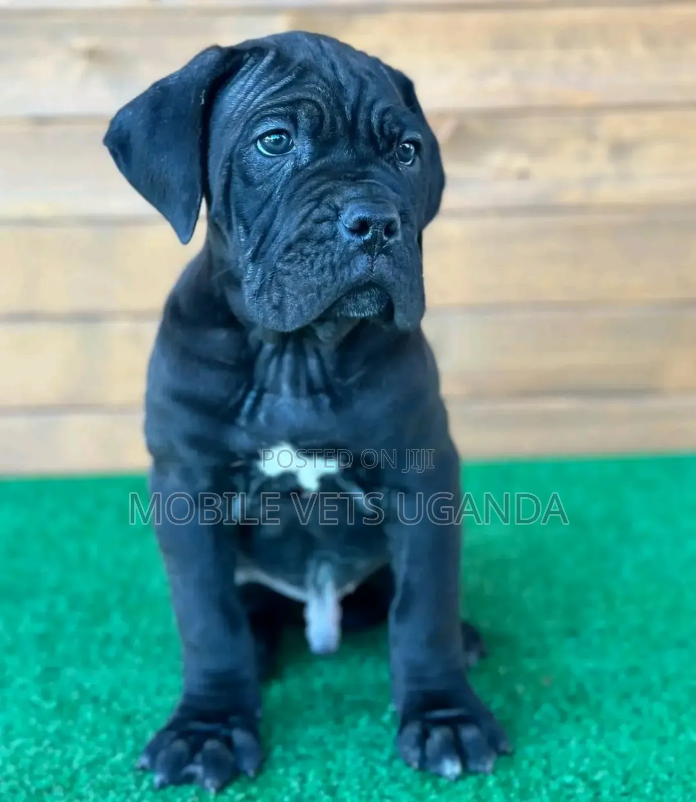 3-6 months Female Purebred Boerboel