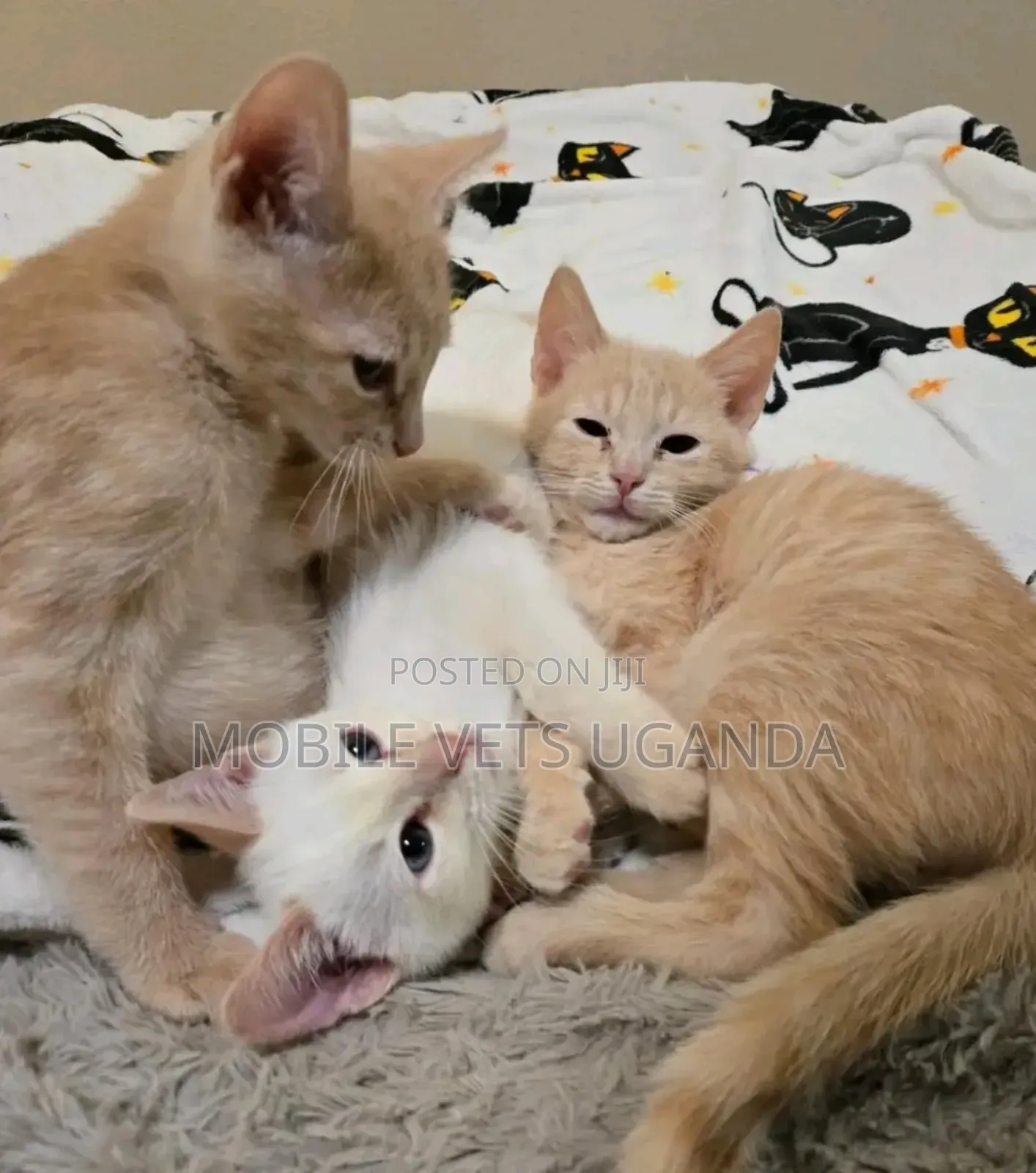 1-3 months Female Purebred Birman