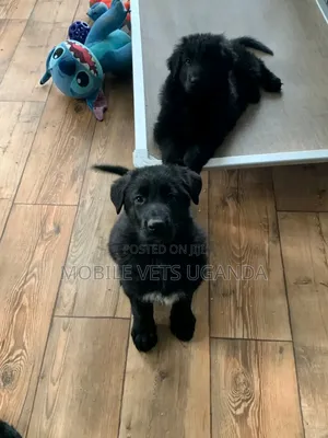3-6 months Female Purebred German Shepherd