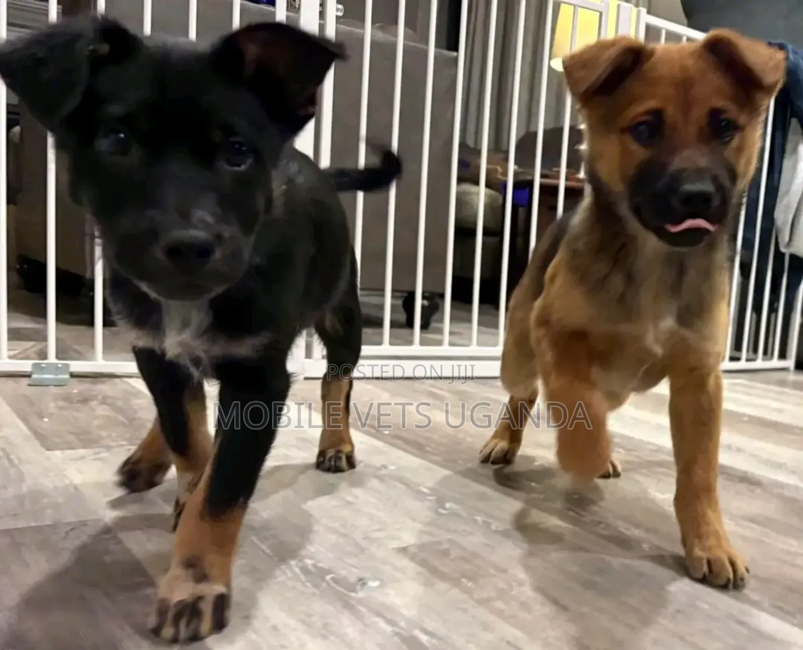 3-6 months Female Purebred German Shepherd