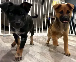 3-6 months Female Purebred German Shepherd