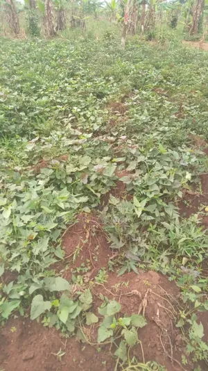 Plots For Sale 25x50 4m In Mukono District